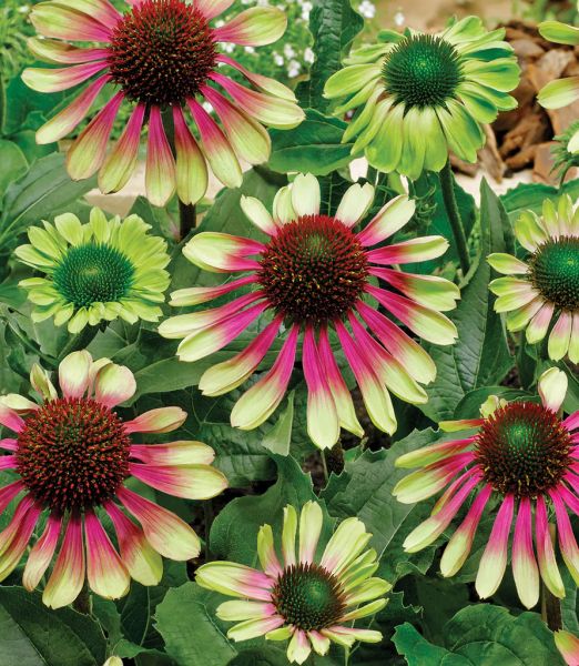 Echinacea purpurea 'Green twister'